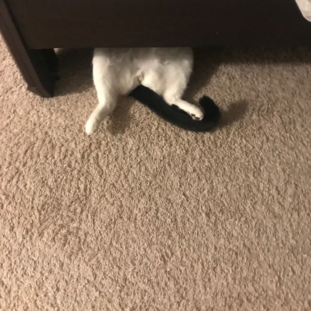 Meet your Posher, Tina